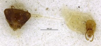 Media type: image;   Entomology 6561 Aspect: body part